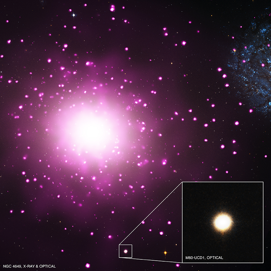 The density of stars in M60-UCD1 is 15,000 times greater than found in Earth's neighborhood in the Milky Way.