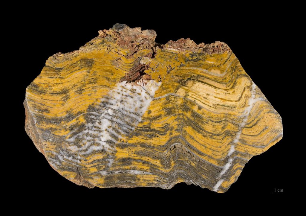 Stromatolite - Didier Descouens